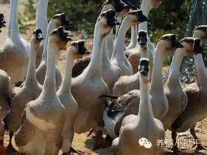 官網(wǎng)最新鵝價，鵝群帶來的溫馨日常