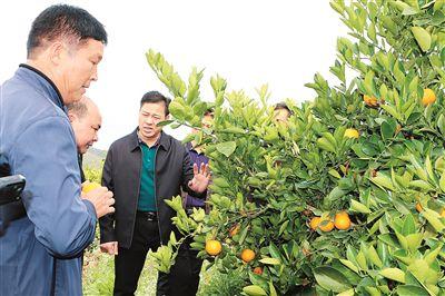 蜜橙最新風(fēng)采，甜蜜誘惑力一覽無遺??